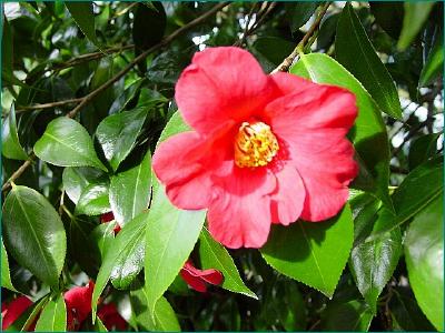 Camellia Cultivar