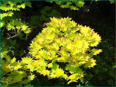 Acer shirasawanum "Aureum"