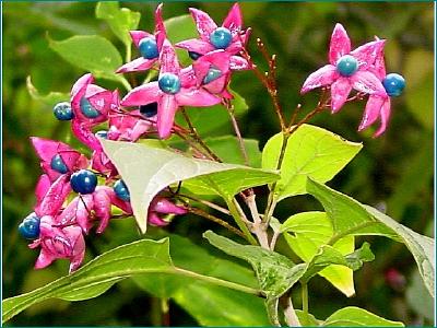 Clerodendrum trichotomum f. fargesii